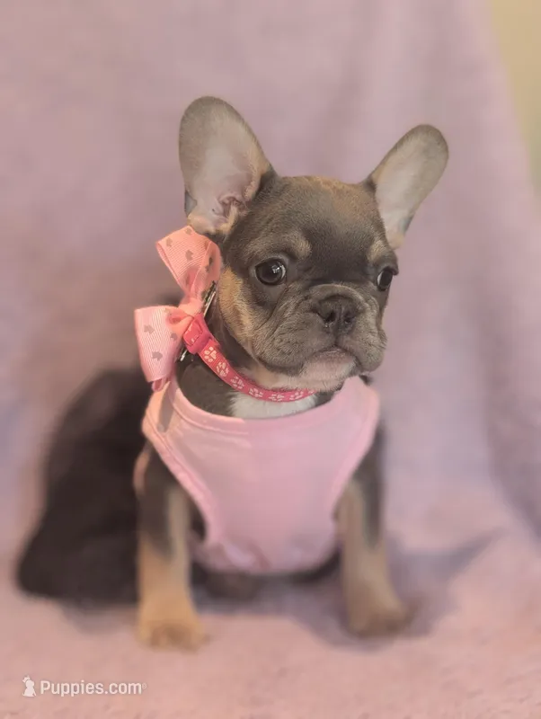 Macy, a female French Bulldog for sale in Roseville, CA – Photo 1 of 4