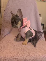 Macy, a female French Bulldog for sale in Roseville, CA – Photo 4 of 4