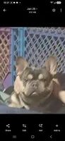 Pharoah, a male French Bulldog for sale in Fort Wayne, IN – 1 of 2