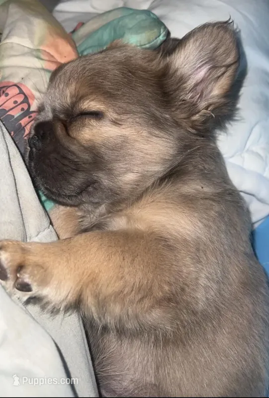 Hulk – French Bulldog puppy for sale in Fort Wayne, IN
