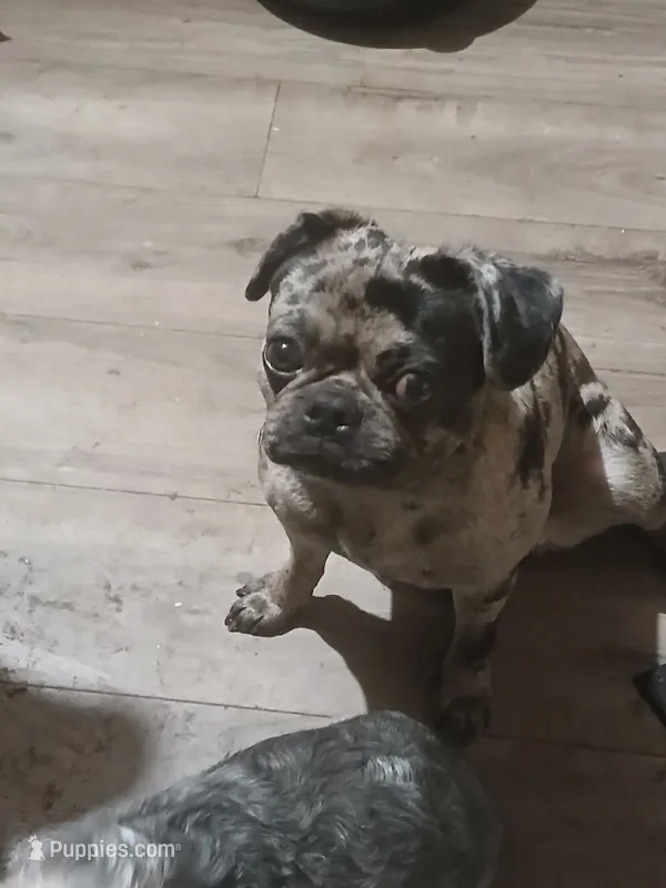 Camille – Pug puppy for sale in Fort Wayne, IN