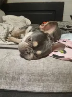 Pharoah, a male French Bulldog for sale in Fort Wayne, IN – 2 of 2