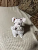 Hank, a male Miniature Schnauzer for sale in Kyle, TX – Photo 1 of 6