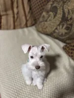 Hank, a male Miniature Schnauzer for sale in Kyle, TX – Photo 6 of 6