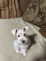 Hank, a male Miniature Schnauzer for sale in Kyle, TX – Photo 5 of 6