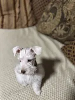 Hank, a male Miniature Schnauzer for sale in Kyle, TX – Photo 2 of 6