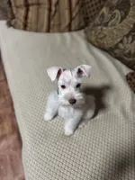 Hank, a male Miniature Schnauzer for sale in Kyle, TX – Photo 4 of 6