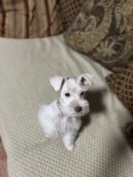 Hank, a male Miniature Schnauzer for sale in Kyle, TX – Photo 3 of 6