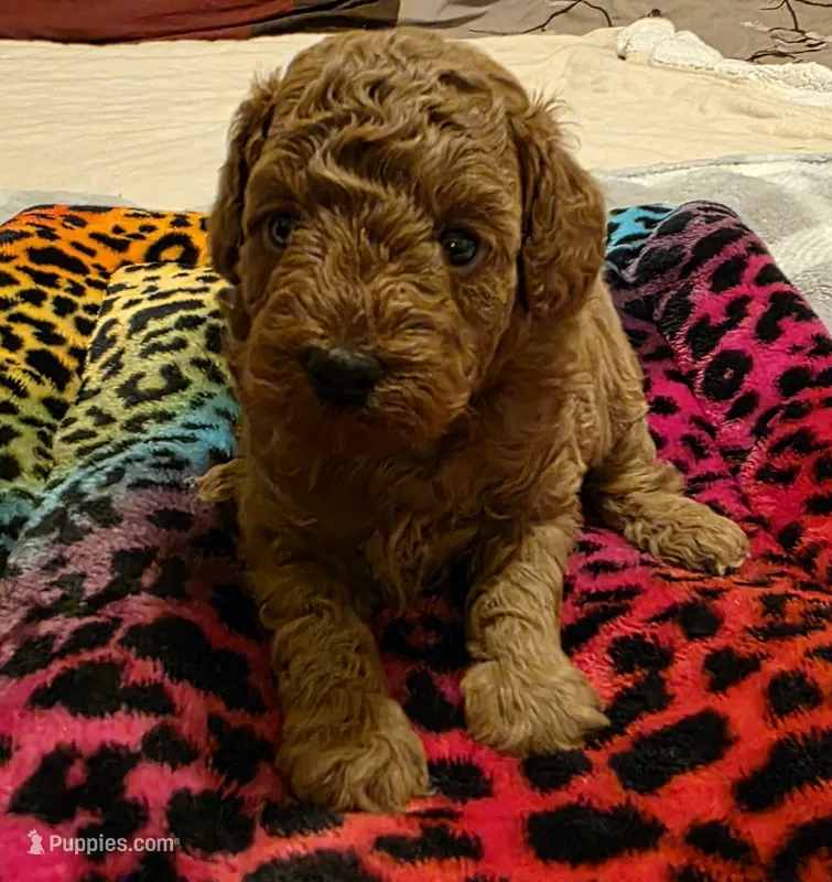 AKC Tori – Poodle - Toy  puppy for sale in Lexington, OK