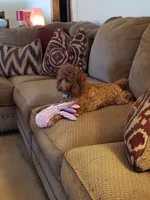 Simone, a female Poodle - Toy  for sale in Lexington, OK – Photo 2 of 2
