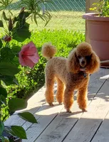 Simone, a female Poodle - Toy  for sale in Lexington, OK – Photo 1 of 2