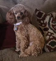 Expecting soon, a  Poodle - Toy  for sale in Lexington, OK – 3 of 3