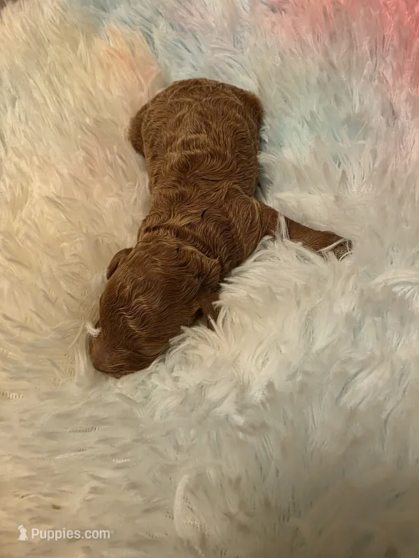AKC Tori – Poodle - Toy  puppy for sale in Lexington, OK