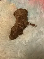 AKC Tori, a female Poodle - Toy  for sale in Lexington, OK – 1 of 4
