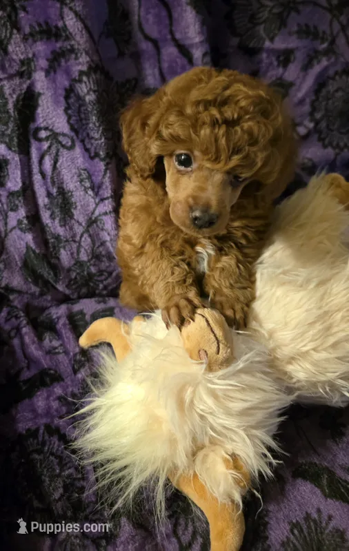AKC Rory – Poodle - Toy  puppy for sale in Lexington, OK