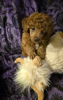 AKC Rory, a male Poodle - Toy  for sale in Lexington, OK – 1 of 4