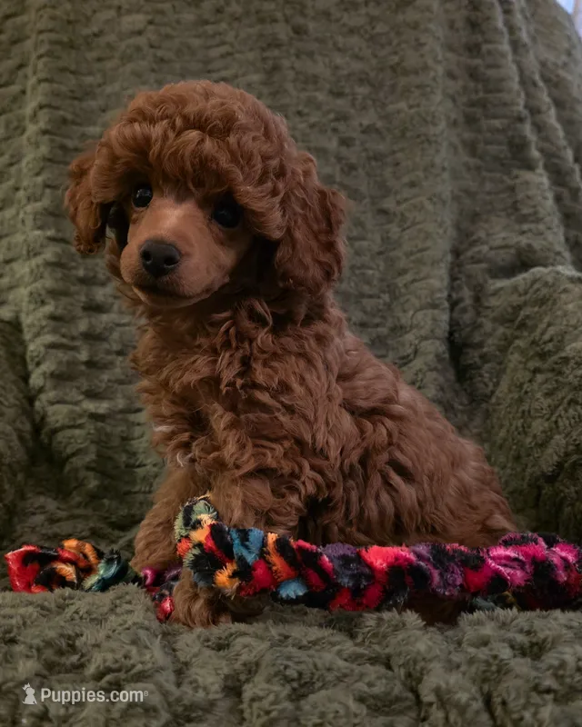 AKC Rory – Poodle - Toy  puppy for sale in Lexington, OK
