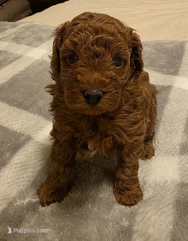 AKC Rory – Poodle - Toy  puppy for sale in Lexington, OK