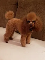 Expecting soon, a  Poodle - Toy  for sale in Lexington, OK – 2 of 3