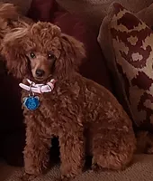 AKC Tori, a female Poodle - Toy  for sale in Lexington, OK – 2 of 4