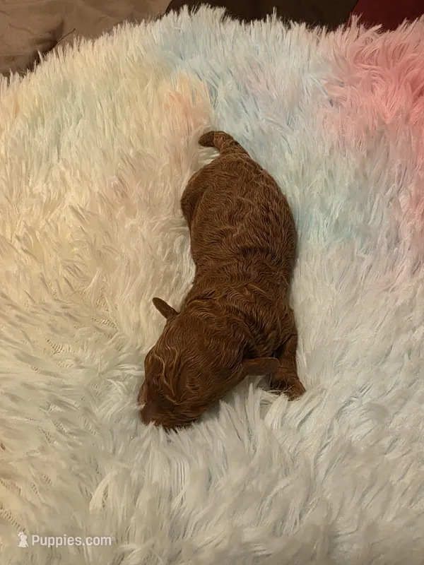 AKC Rory – Poodle - Toy  puppy for sale in Lexington, OK