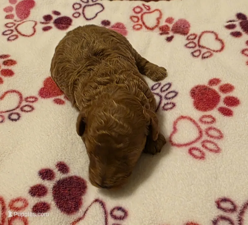 AKC Tori – Poodle - Toy  puppy for sale in Lexington, OK