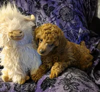 AKC Rory, a male Poodle - Toy  for sale in Lexington, OK – 2 of 4