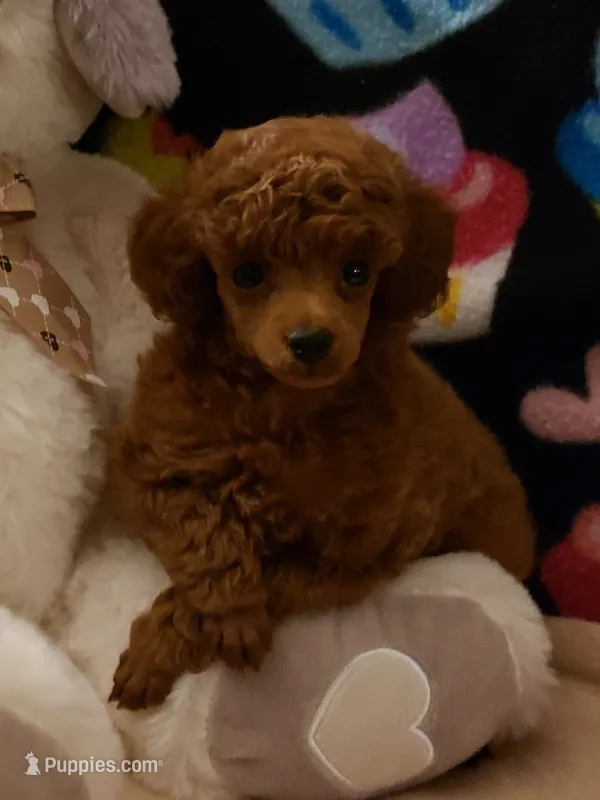 Expecting soon – Poodle - Toy  puppy for sale in Lexington, OK