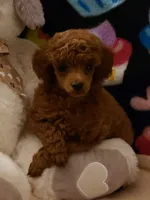 Expecting soon, a  Poodle - Toy  for sale in Lexington, OK – 1 of 3