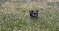 Venus, a female Yorkipoo for sale in Laurel, MD – 2 of 6
