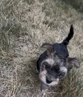 Venus, a female Yorkipoo for sale in Laurel, MD – 1 of 6