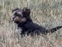 Venus, a female Yorkipoo for sale in Laurel, MD – 4 of 6