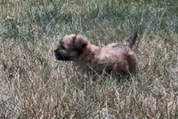 Luna, a female Yorkipoo for sale in Laurel, MD – 2 of 6