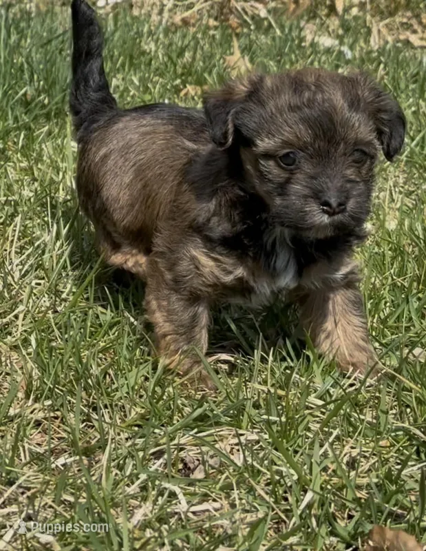 Storm – Yorkipoo puppy for sale in Laurel, MD