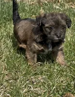Storm, a female Yorkipoo for sale in Laurel, MD – Photo 1 of 5