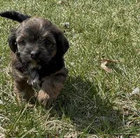 Storm, a female Yorkipoo for sale in Laurel, MD – Photo 3 of 5