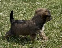 Storm, a female Yorkipoo for sale in Laurel, MD – Photo 2 of 5