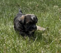 Conan, a male Yorkipoo for sale in Laurel, MD – Photo 3 of 4