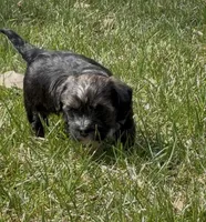 Conan, a male Yorkipoo for sale in Laurel, MD – Photo 4 of 4