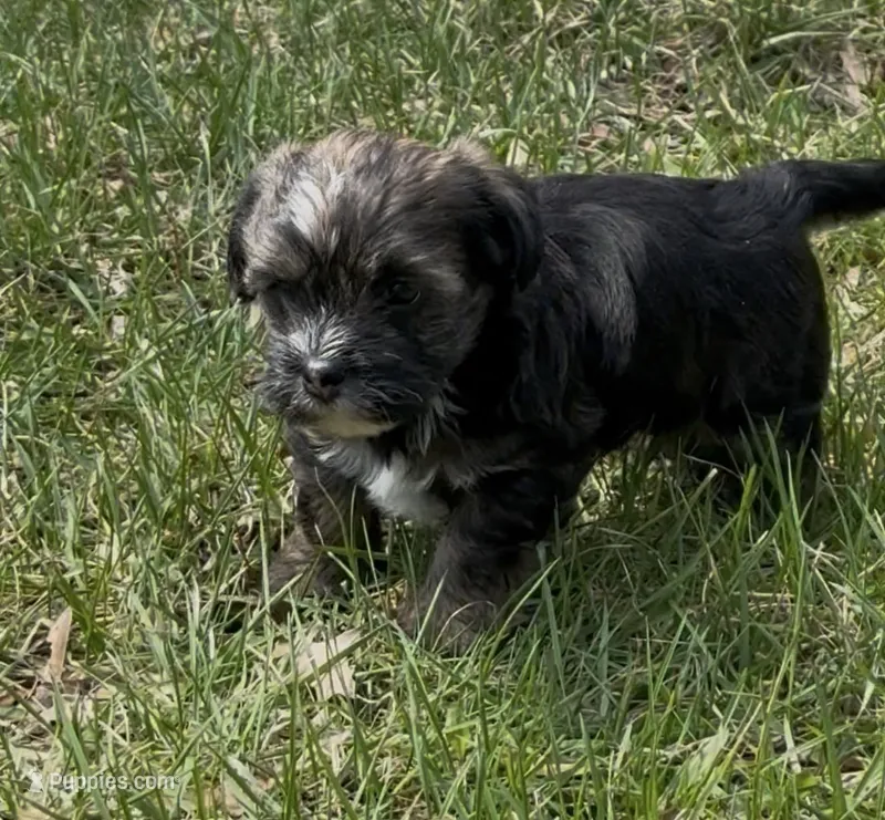 Conan – Yorkipoo puppy for sale in Laurel, MD
