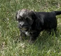 Conan, a male Yorkipoo for sale in Laurel, MD – Photo 1 of 4
