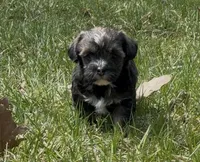 Conan, a male Yorkipoo for sale in Laurel, MD – Photo 2 of 4