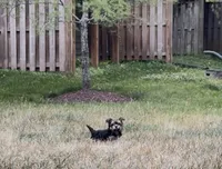 Venus, a female Yorkipoo for sale in Laurel, MD – 3 of 6