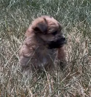 Luna, a female Yorkipoo for sale in Laurel, MD – 3 of 6