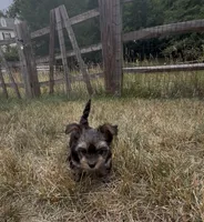 Venus, a female Yorkipoo for sale in Laurel, MD – 6 of 6
