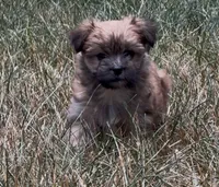 Luna, a female Yorkipoo for sale in Laurel, MD – 5 of 6