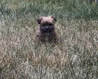 Luna, a female Yorkipoo for sale in Laurel, MD – 4 of 6