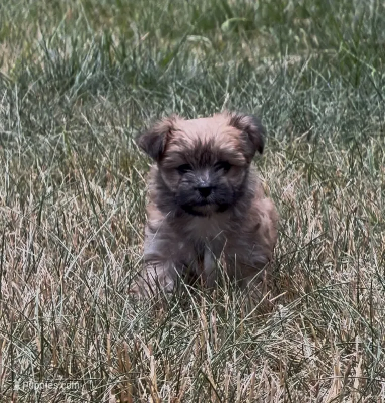 Luna – Yorkipoo puppy for sale in Laurel, MD