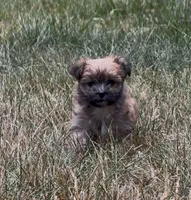 Luna, a female Yorkipoo for sale in Laurel, MD – 1 of 6