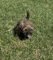 Raven, a female Yorkipoo for sale in Laurel, MD – 4 of 6